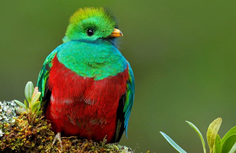Quetzal.  Photo by Ondrej Prosicky