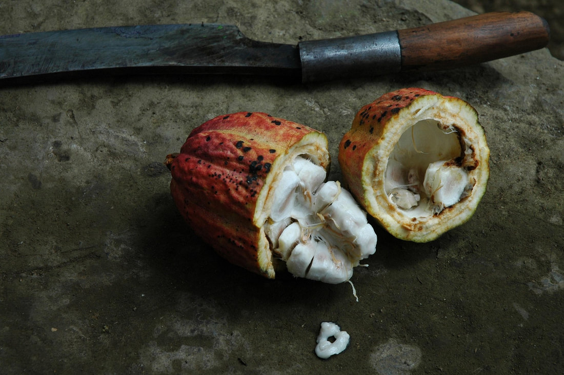 Aufgeschnittene Cacao-Bohne