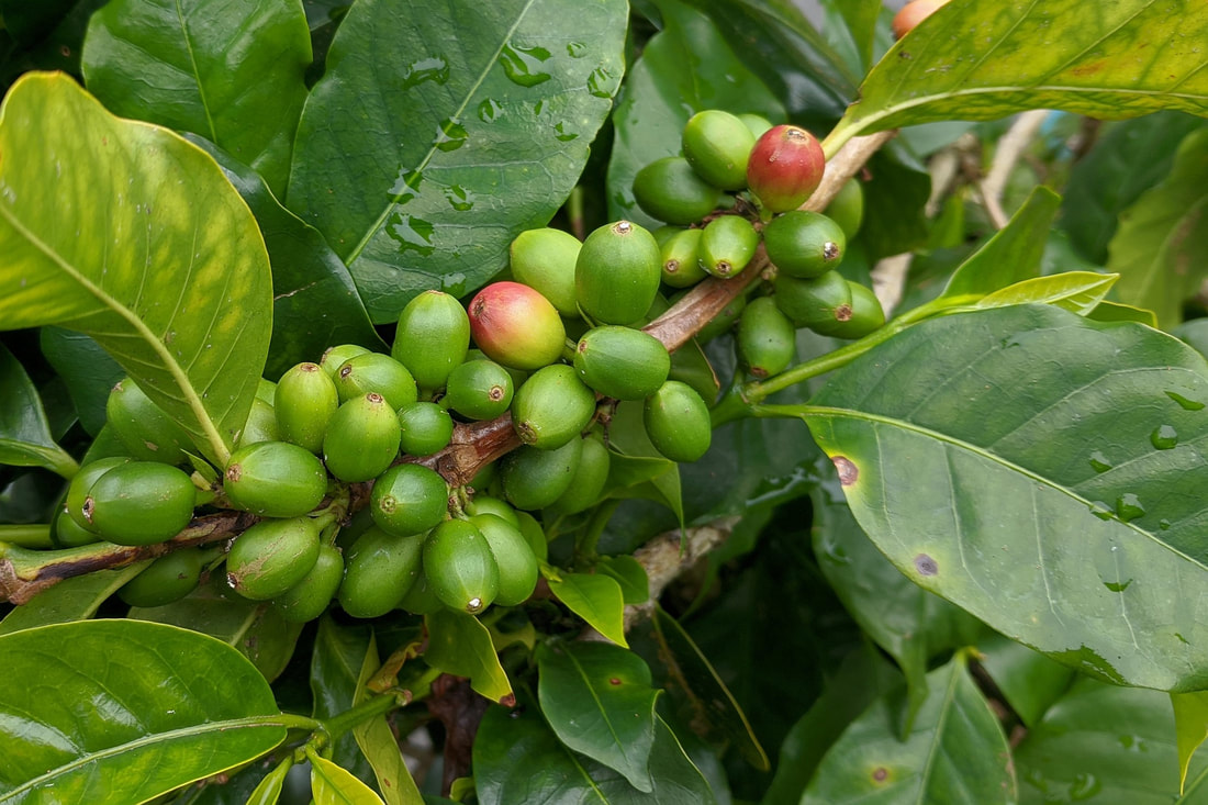 Früchte des Kaffee-Baumes