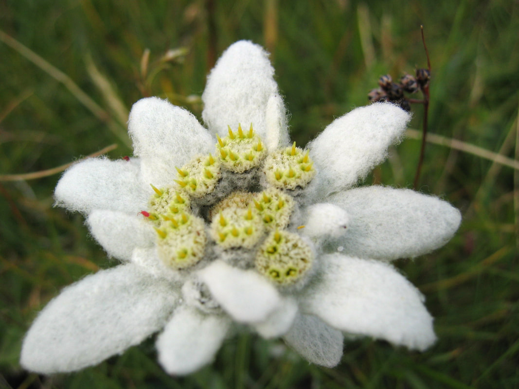 Von Michael Schmid - Selbst fotografiert, CC BY-SA 2.0 at, https://commons.wikimedia.org/w/index.php?curid=227446
