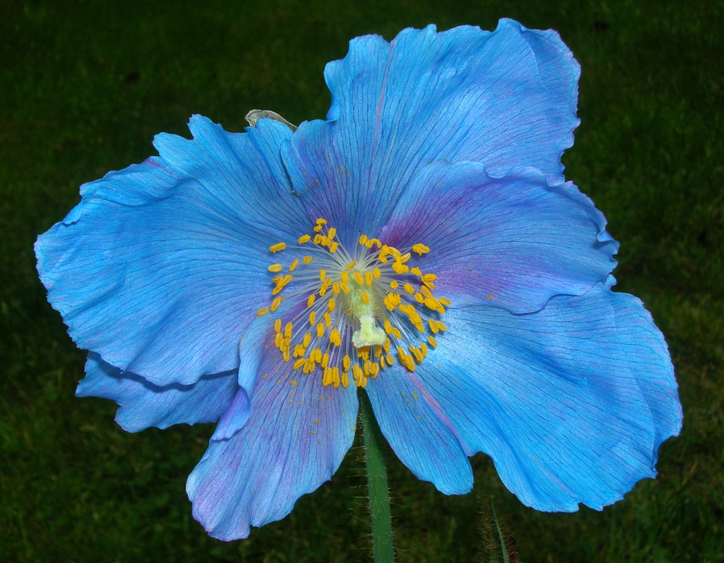 Von J Brew - originally posted to Flickr as Meconopsis x sheldonii 'Lingholm', CC BY-SA 2.0, https://commons.wikimedia.org/w/index.php?curid=8305706