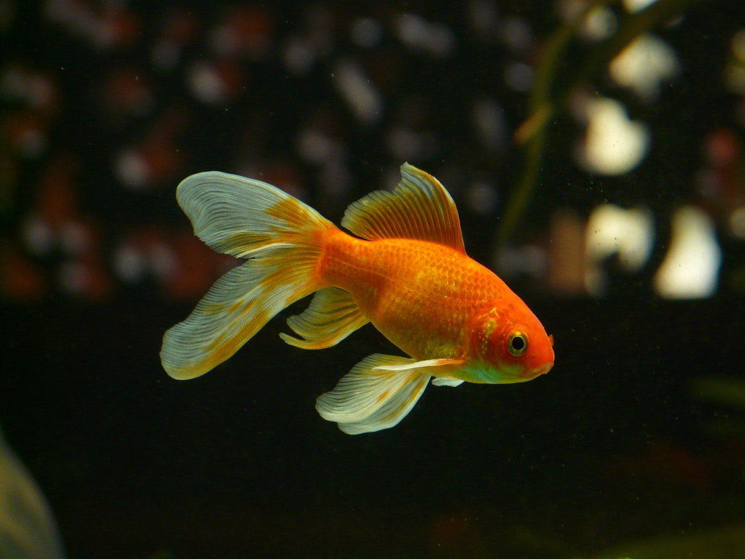 Das homöopathische Arzneimittelbild des Goldfisches