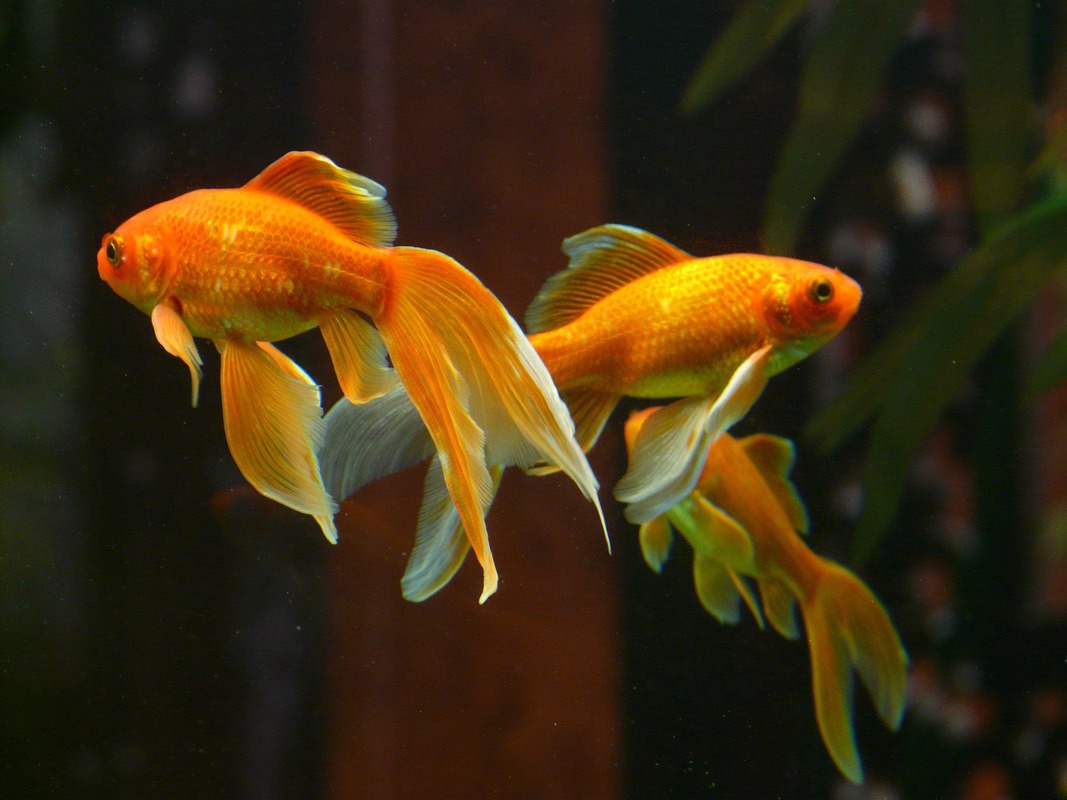 Das homöopahtische Arzneimittelbild des Goldfisches