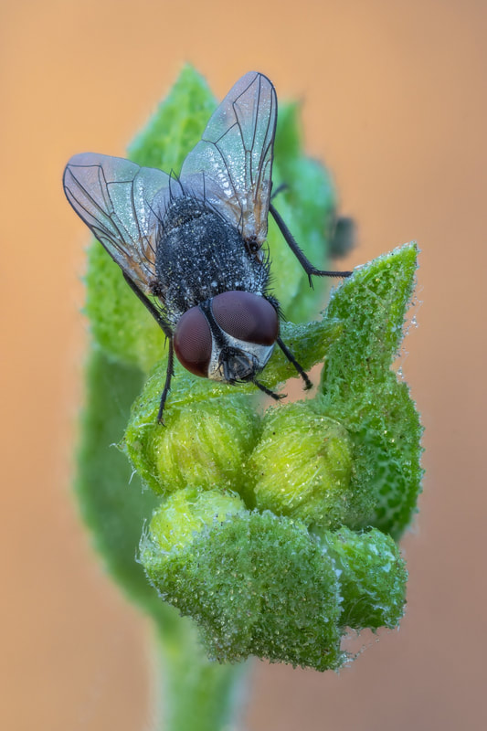 das Arzneimittelbild Musca domestica (Stubenfliege)