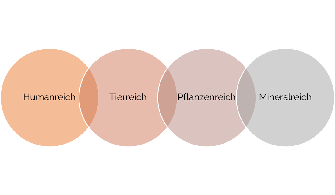 Grafik Human-, Tier-, Pflanzen- und Mineralreich der Homöopathie Katharina Gassmann-Muggli